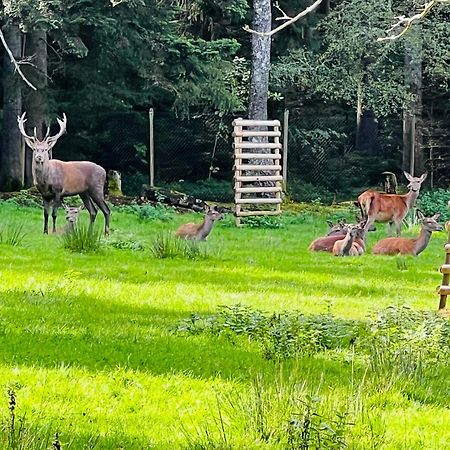 Ferienwohnung Schwarzwald Lodge Schömberg Esterno foto