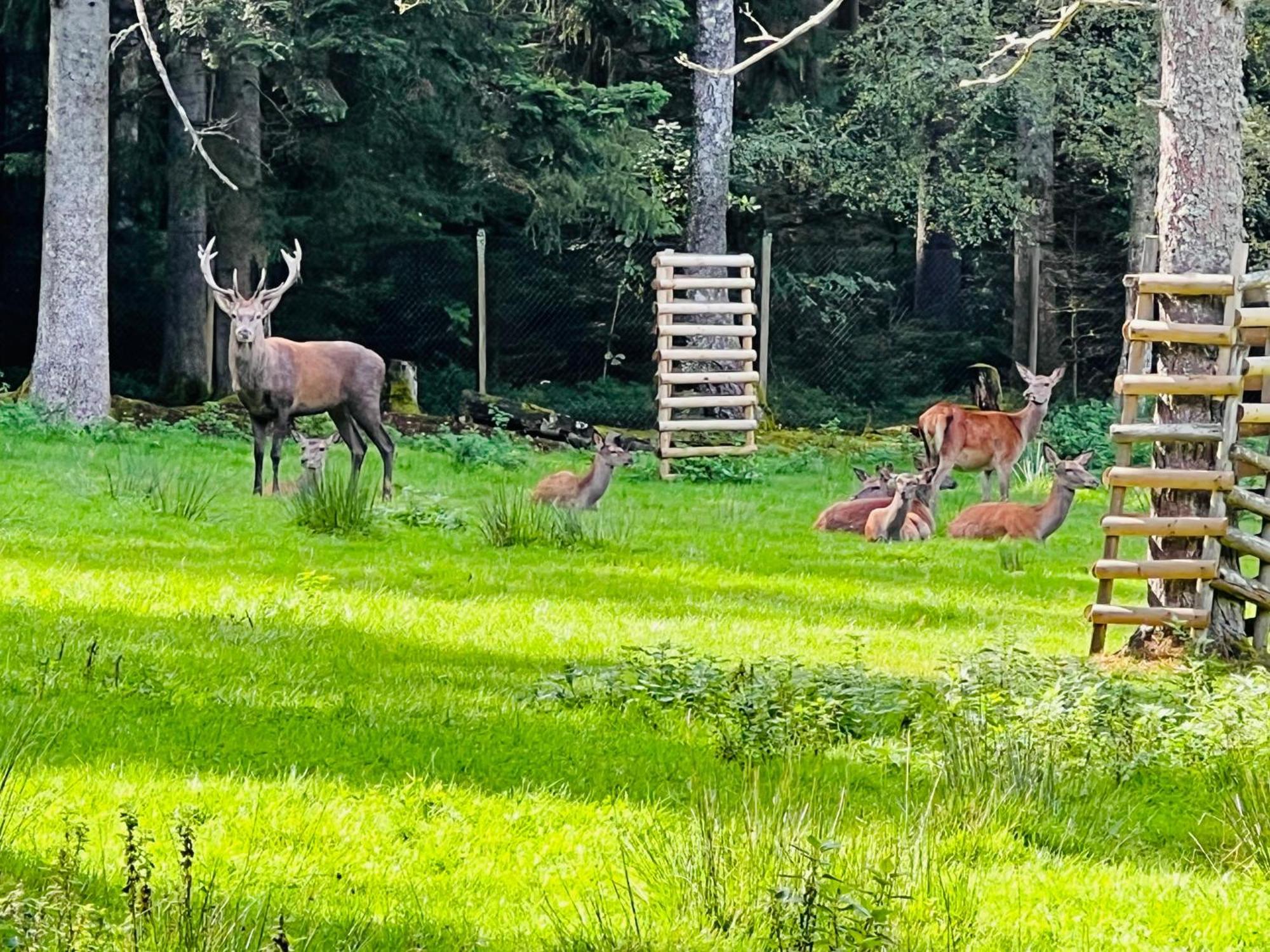Ferienwohnung Schwarzwald Lodge Schömberg Esterno foto